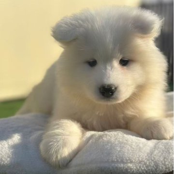 サモエド【栃木県・女の子・2025年9月22日・ホワイト】の写真「かわいい女の子」