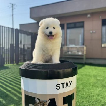 サモエド【栃木県・女の子・2025年3月14日・ホワイト】の写真「かわいい女の子」