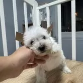 ウエストハイランドホワイトテリア