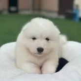サモエド