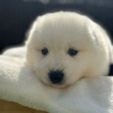 サモエド