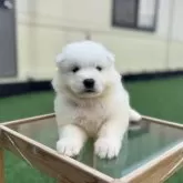 サモエド