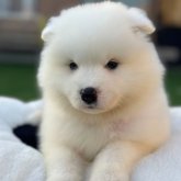 サモエド