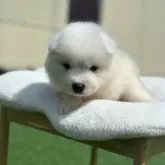 サモエド