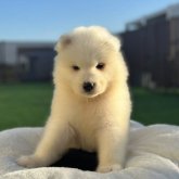 サモエド