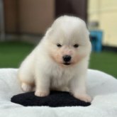 サモエド