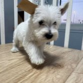 ウエストハイランドホワイトテリア