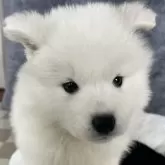 サモエド【栃木県・女の子・2024年12月17日・ホワイト】の写真1
