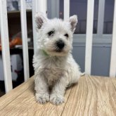 ウエストハイランドホワイトテリア