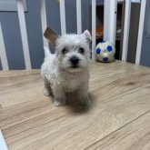 ウエストハイランドホワイトテリア