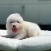 サモエド