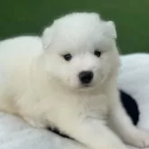 サモエド