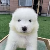サモエド