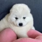 サモエド【栃木県・男の子・2025年10月31日・ホワイト】の写真1