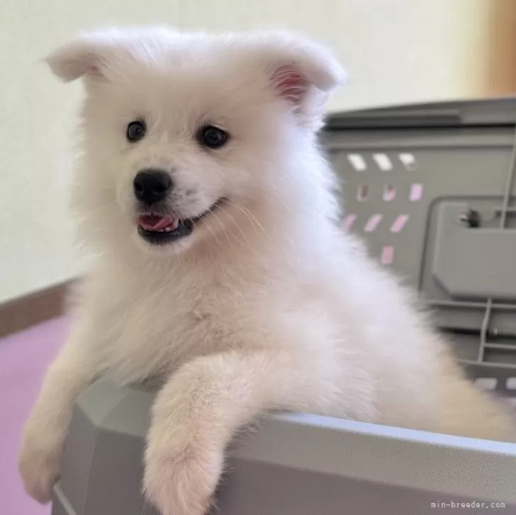 ID：2405-01837の子犬