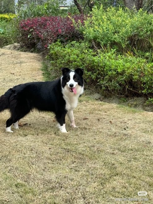 ボーダーコリー【・女の子・2022年7月16日・ブラック&amp;ホワイト】