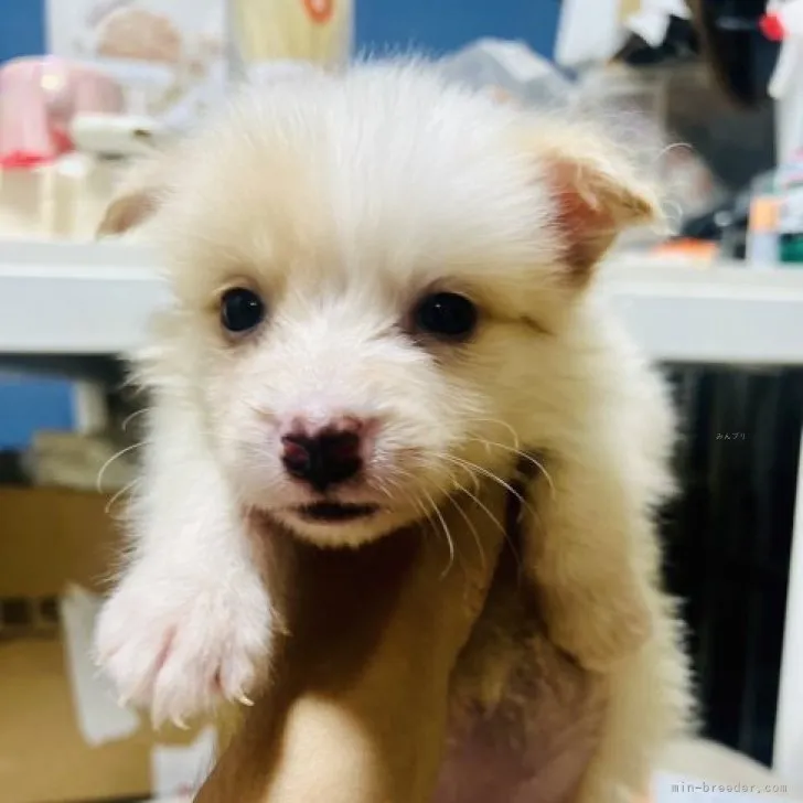ID：2309-02746の子犬