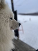 サモエド【・男の子・2022年12月8日・ホワイト】