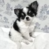 チワワ(ロング)【兵庫県・男の子・2025年8月24日・ブラック&ホワイト】の写真3