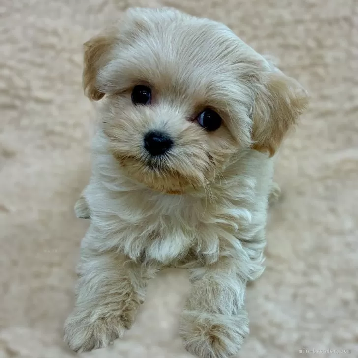 マルプー(マルチーズ×トイプードル)【広島県・女の子・2025年10月8日・クリーム】の写真1「おっとりした性格のかわいい女の子です！緊張してま～す！」