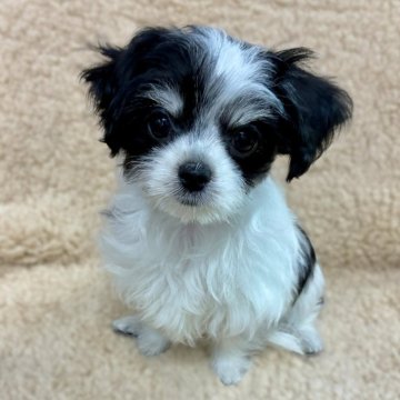 チワマル(マルチーズ×チワワ)【広島県・女の子・2025年9月12日・ブラック&ホワイト】の写真「マイペースでとても大人しくてかわいいです！!」