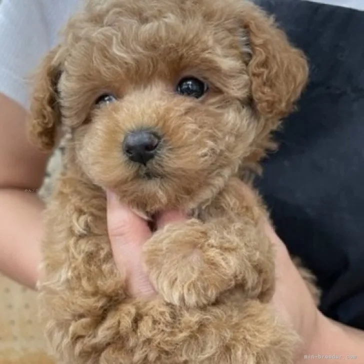 ID：2309-05181の子犬