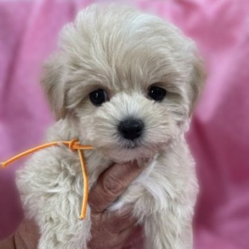 マルプー(マルチーズ×トイプードル)【広島県・女の子・2024年1月31日・アプリコット】の写真「頭の白いワンポイントがかわいいです！」