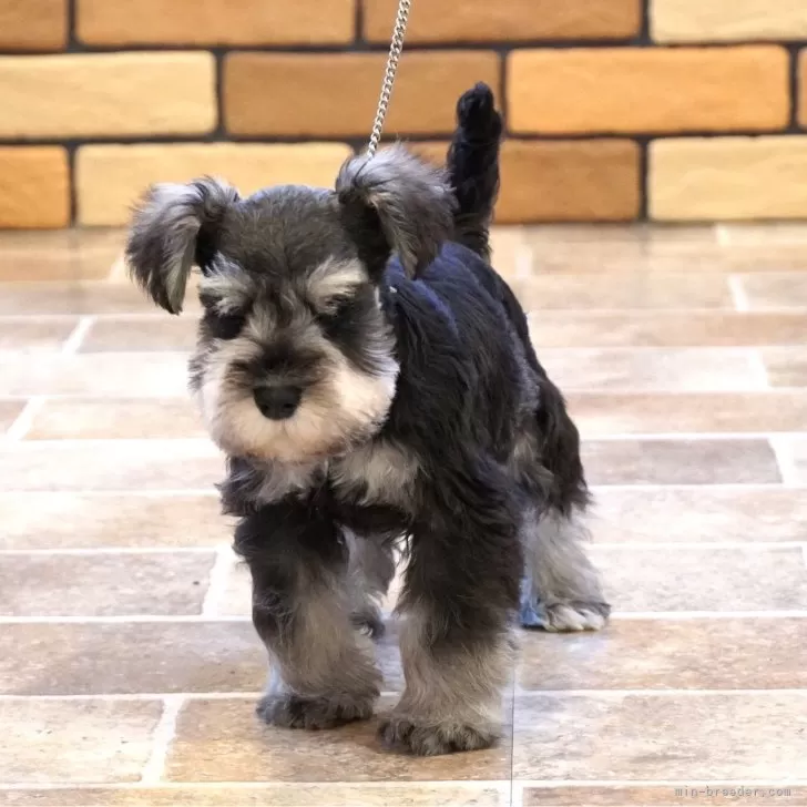 ID：2412-02437の子犬