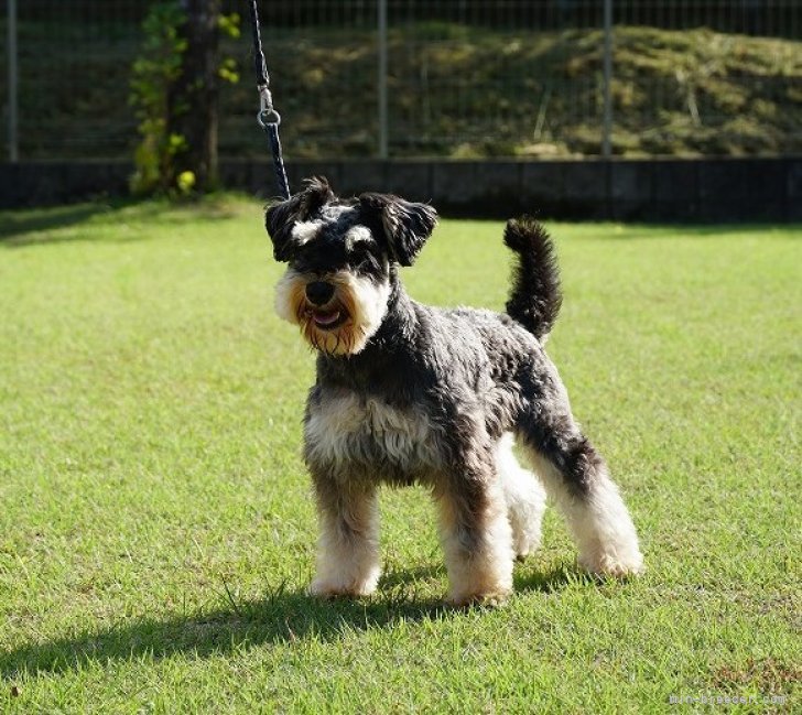 ミニチュアシュナウザー【・男の子・2019年11月5日・ブラック&シルバー】