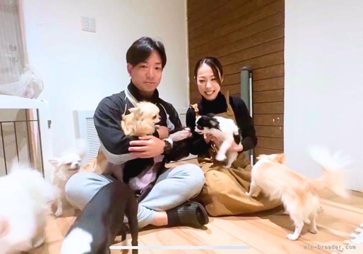 主にチワワ・ボストンテリア・ポメラニアンの3犬種を育てています。｜浦田　大樹(うらた　ひろき)ブリーダー(長崎県・チワワ(ロング)など・JKC登録)の紹介写真6