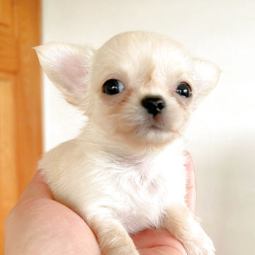 チワワ(ロング)【長崎県・女の子・2025年9月14日・クリーム】の写真「お鼻が短く、まんまるなお目めが チャームポイント」