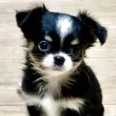 チワワ(ロング)