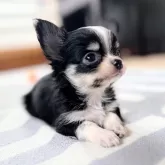 チワワ(ロング)