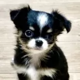 チワワ(ロング)【長崎県・女の子・2025年9月14日・ブラックタン&ホワイト】の写真1「ツヤツヤと輝く毛並みがチャームポイント。性格はとても明るく穏やか。人にも犬にもフレンドリーです。」