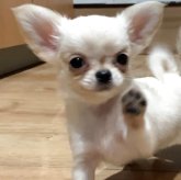 チワワ(ロング)