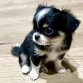 チワワ(ロング)【長崎県・女の子・2025年9月14日・ブラックタン&ホワイト】の写真4