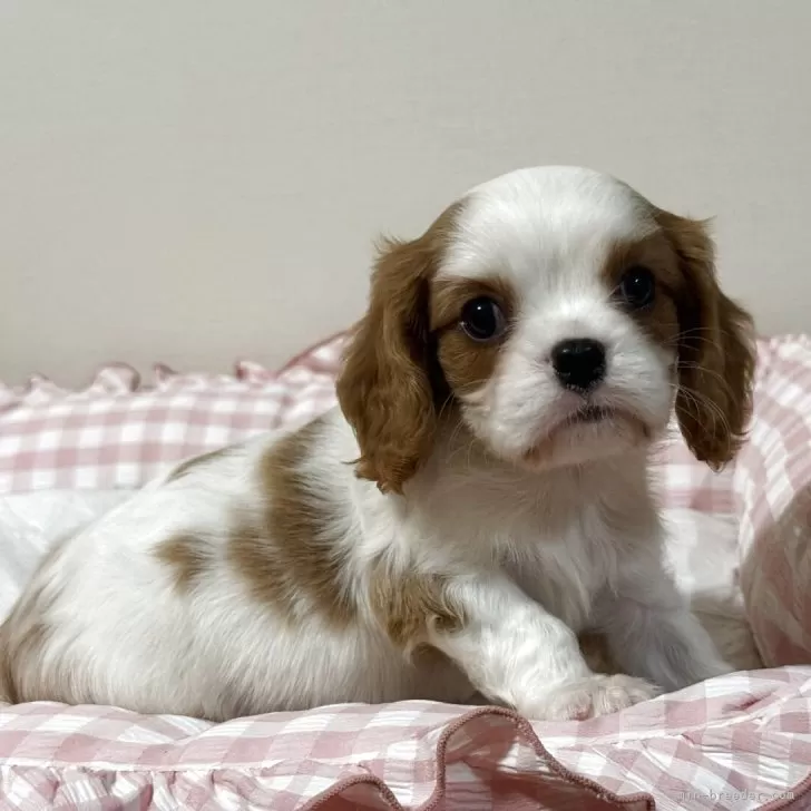 ID：2507-03949の子犬