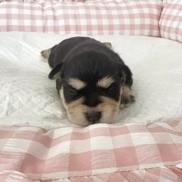 ID：2507-05880の子犬