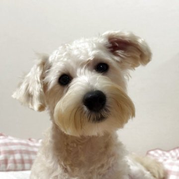 シュナプー(ミニチュアシュナウザー×トイプードル)【岐阜県・男の子・2025年4月9日・クリーム/金色】の写真「🪻イケメンの男🪻」