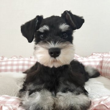 ミニチュアシュナウザー【岐阜県・男の子・2025年8月17日・ブラックシルバー】の写真「👑爆毛、色濃、バランス良い👑
両親遺伝検査クリ」