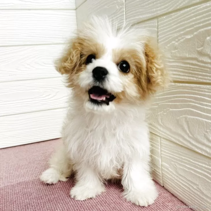 ID：2504-01267の子犬