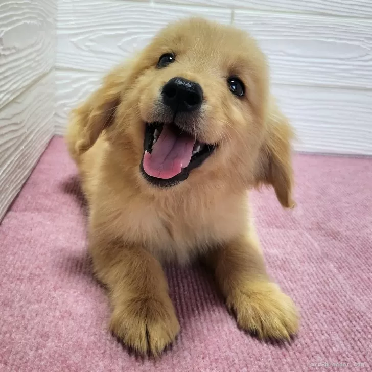 ID：2407-05153の子犬