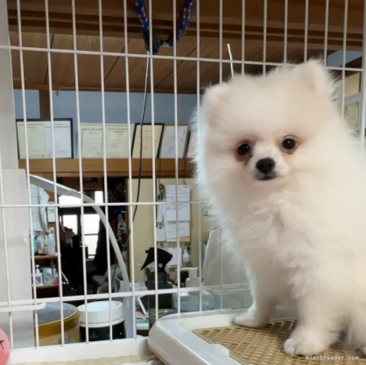 Y.Y 様のお迎えした子犬