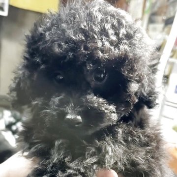 トイプードル(タイニー)【福岡県・男の子・2025年1月22日・ブラック】の写真「パパはショードッグ！　最終お値下げです」