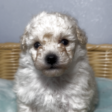 トイプードル(タイニー)【福岡県・男の子・2025年4月12日・ホワイト】の写真「スマッシュ系」