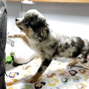 チワワ(ロング)【福岡県・男の子・2025年1月22日・ホワイト&ブルーマール】の写真「カッコいいブルーマール💙」