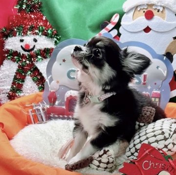 チワワ(ロング)【福岡県・女の子・2025年8月31日・ブラックタンホワイト】の写真「良血統✨️パパはチャンピオン👑」