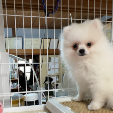 ポメラニアン【福岡県・男の子・2025年6月9日・ホワイト】の写真「見てのとおり‼️超可愛いイケメン♡」