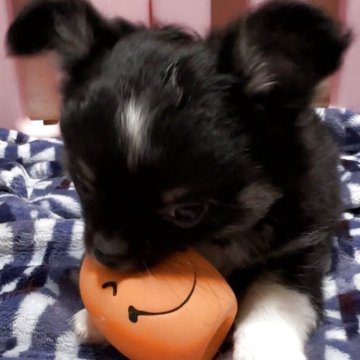 チワワ(ロング)【福岡県・女の子・2025年8月31日・ブラックタンホワイト】の写真「良血統✨️かわい子ちゃんです(๑•̀ㅁ•́ฅ✨」