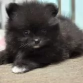 ポメラニアン【福岡県・男の子・2025年5月28日・ブラックホワイト】の写真1